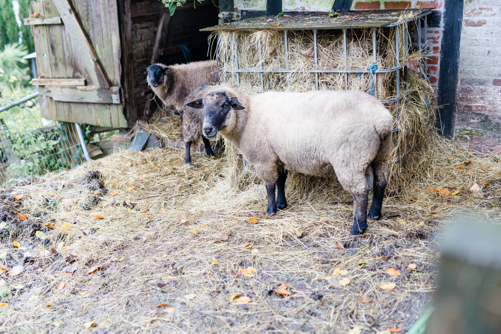 Paarshooting in Aumühle